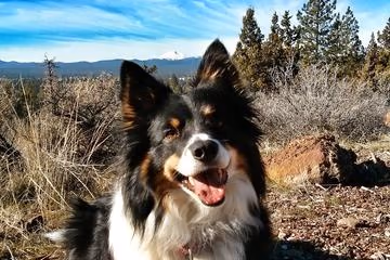 Overturf Park Off Leash Area photo 1